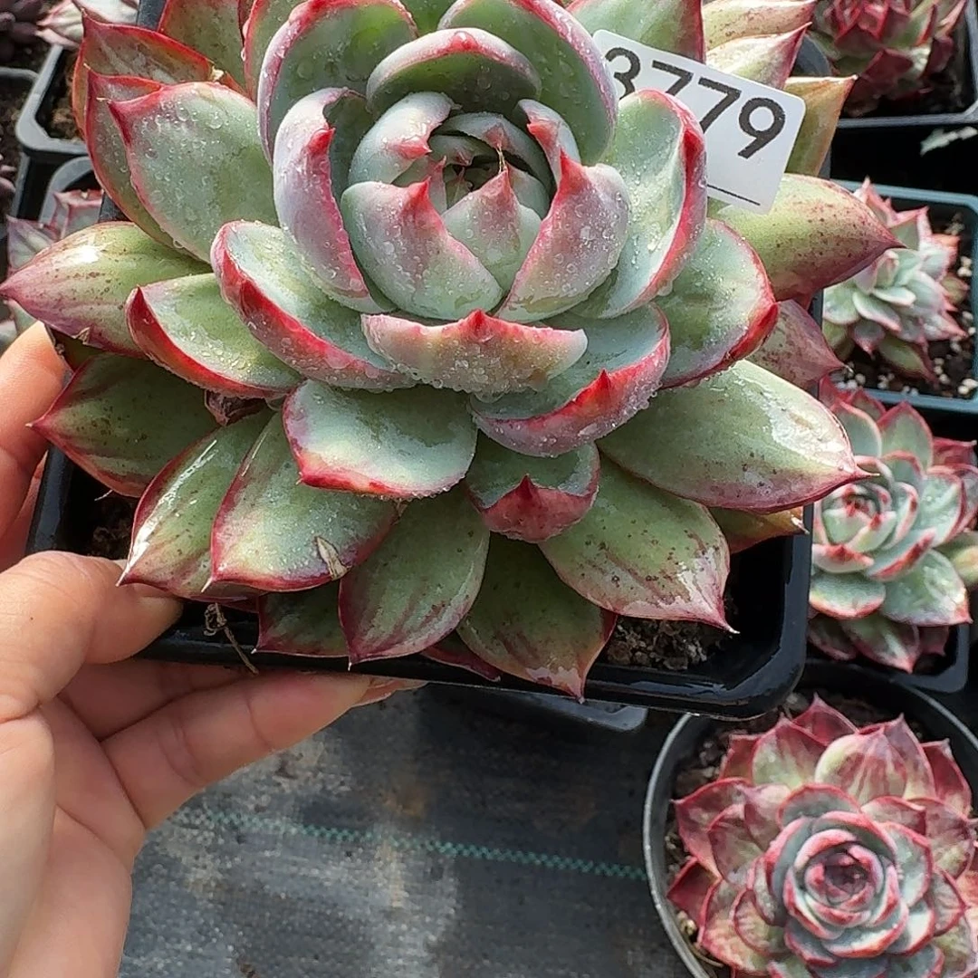 惊鸿惊鸿惊鸿 3779............