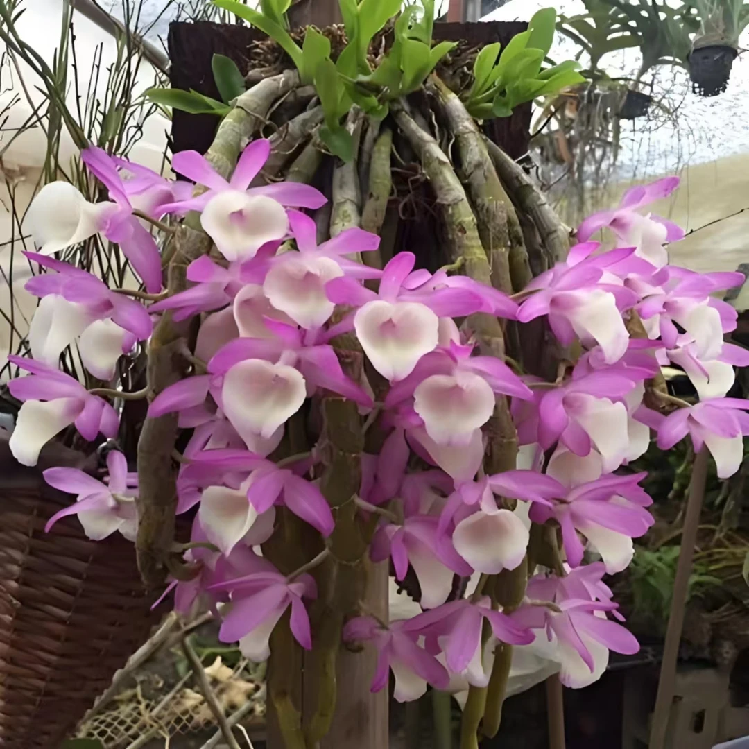 报春石斛木板种植（花期3-5月/花量大/花浓香）