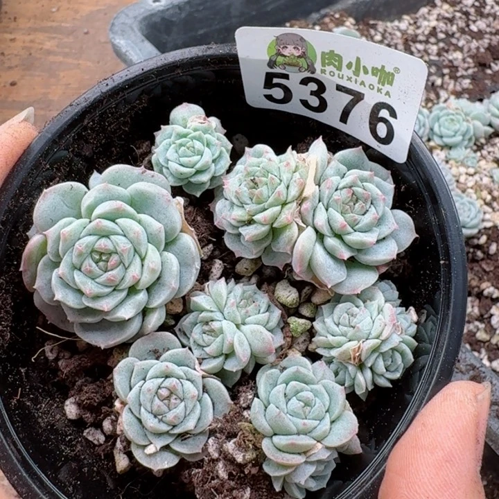 多肉植物多肉植物