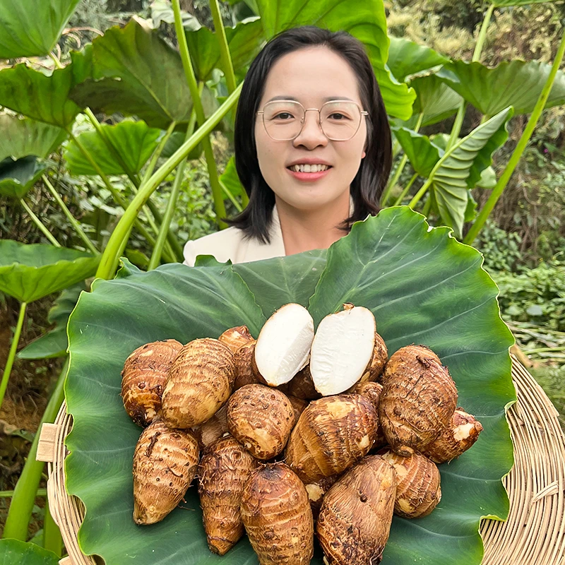 云南高原农家小芋头原始种植粉面清香3斤/5斤