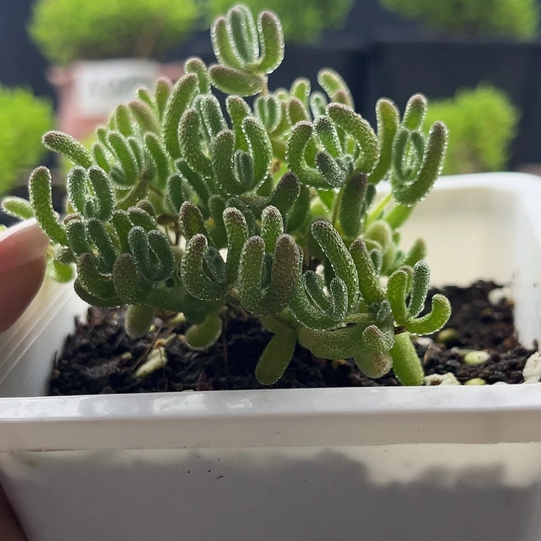 001冰晶枝干番杏28包邮