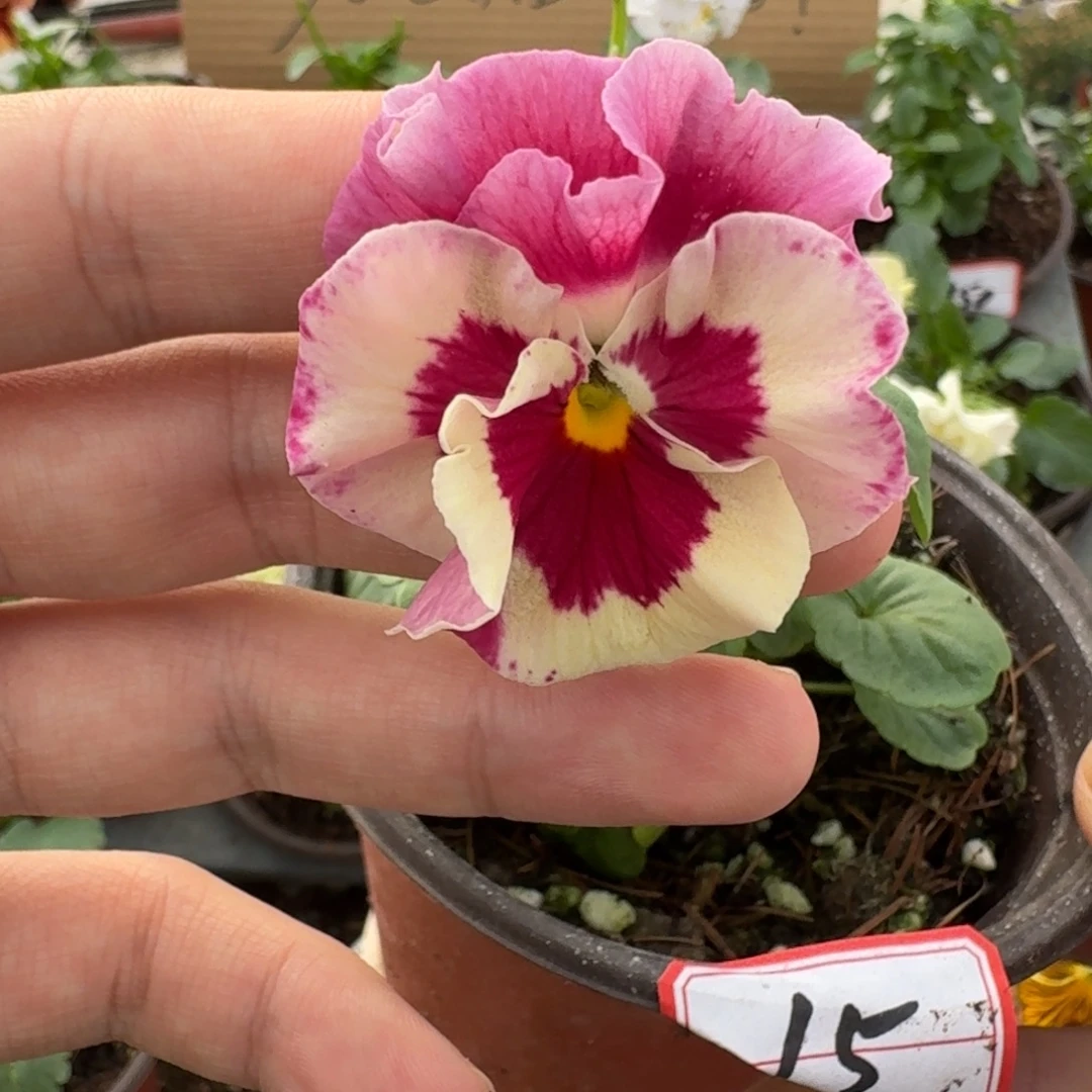 大部分花苞少量开放15