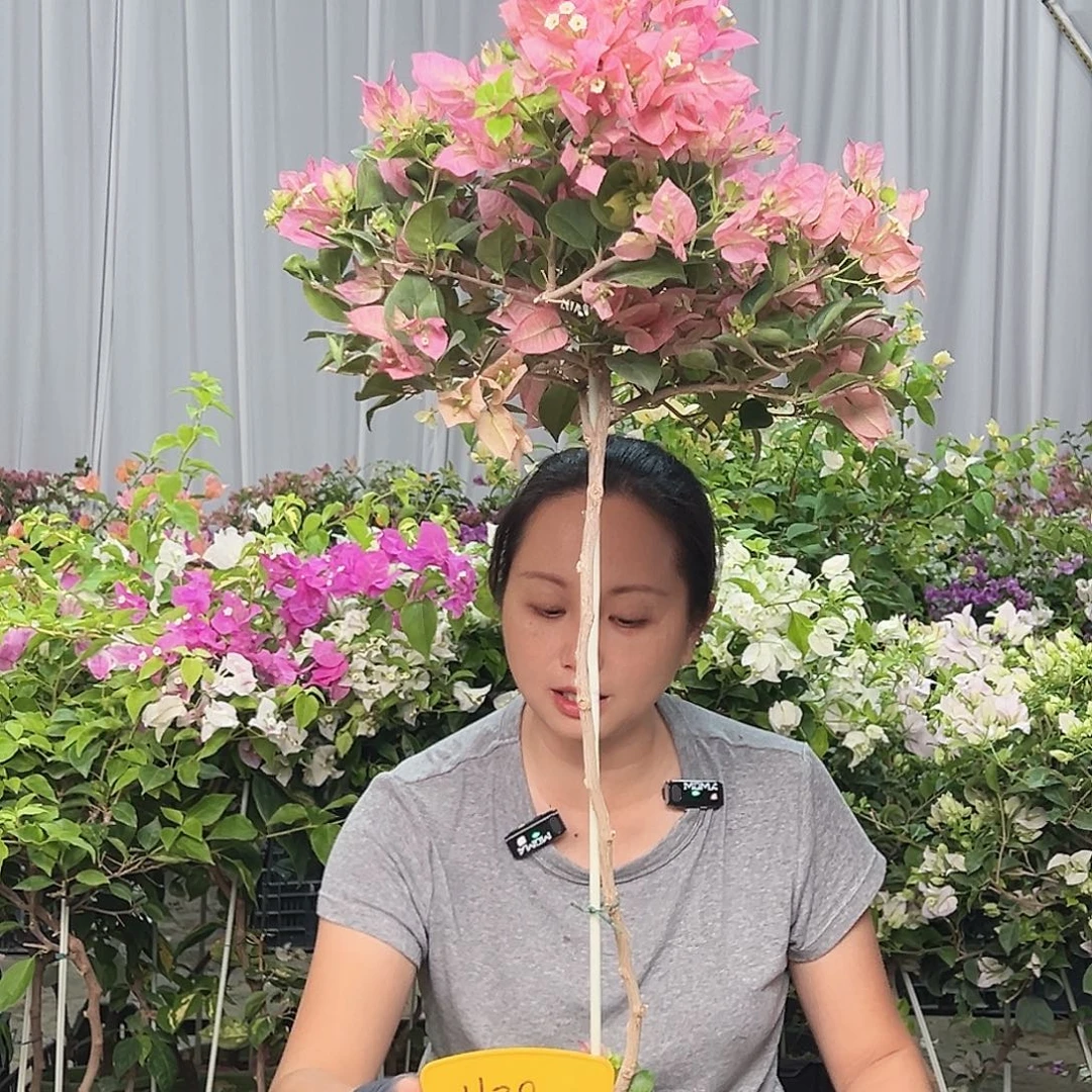 v***n当前无花栽培后可以开花H38米罗