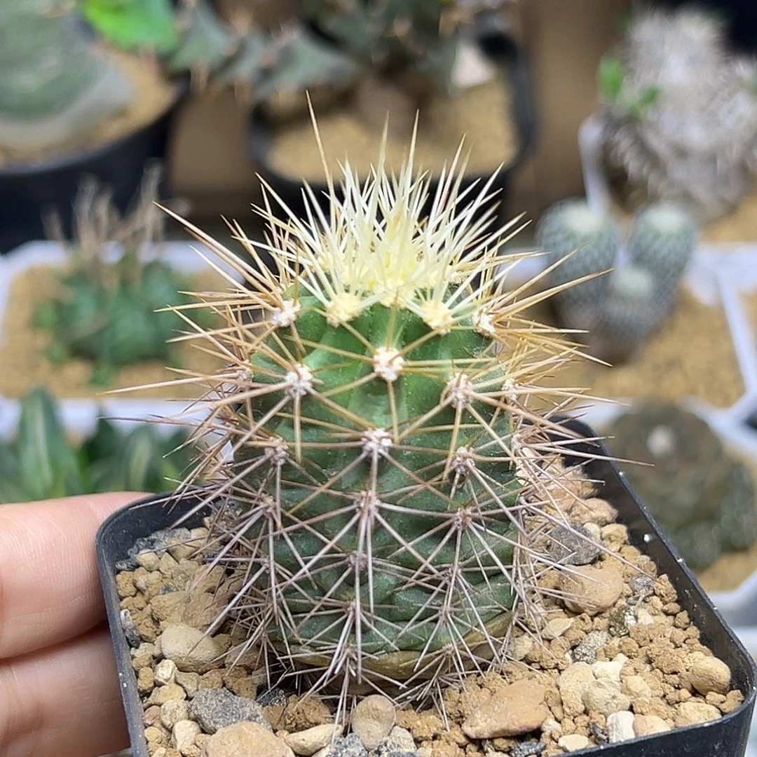 无花朵狂刺虾实生球一颗一颗