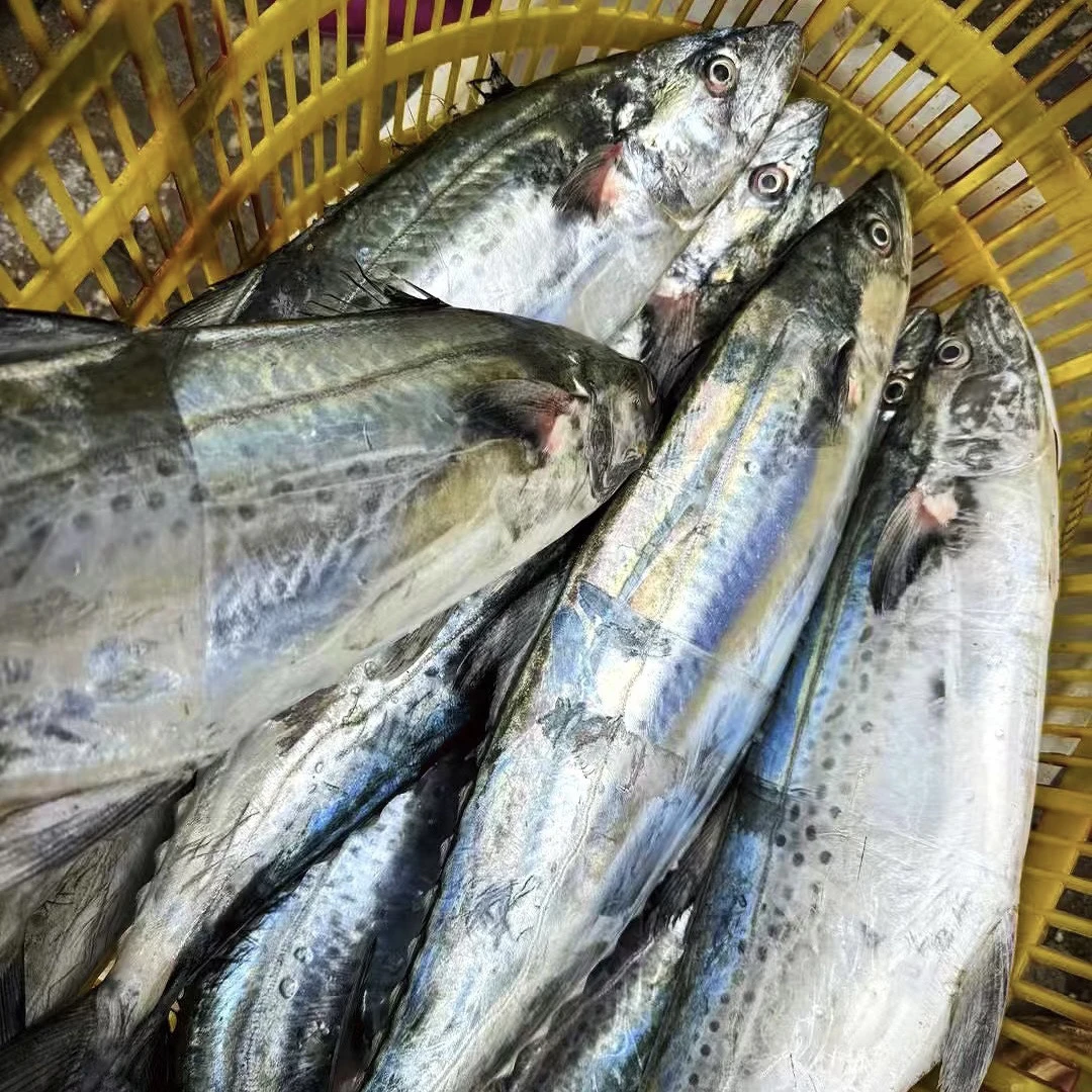 C广东汕尾本港野生大白腹马鲛，大扁鲛