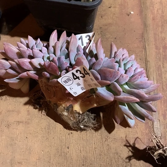 岚***美奥普琳娜缀化瑕疵434  亏本处理退款拉黑徐延迟发货