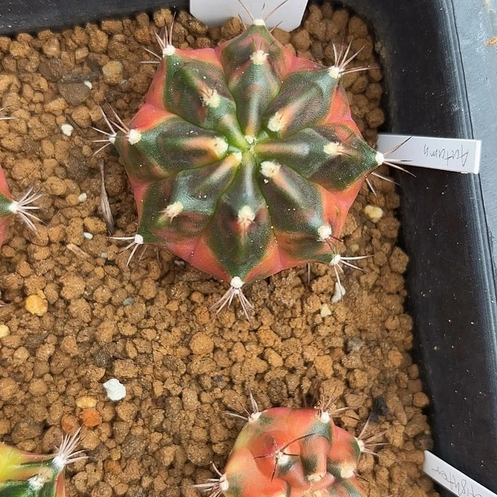 290-0717泰国发货多肉