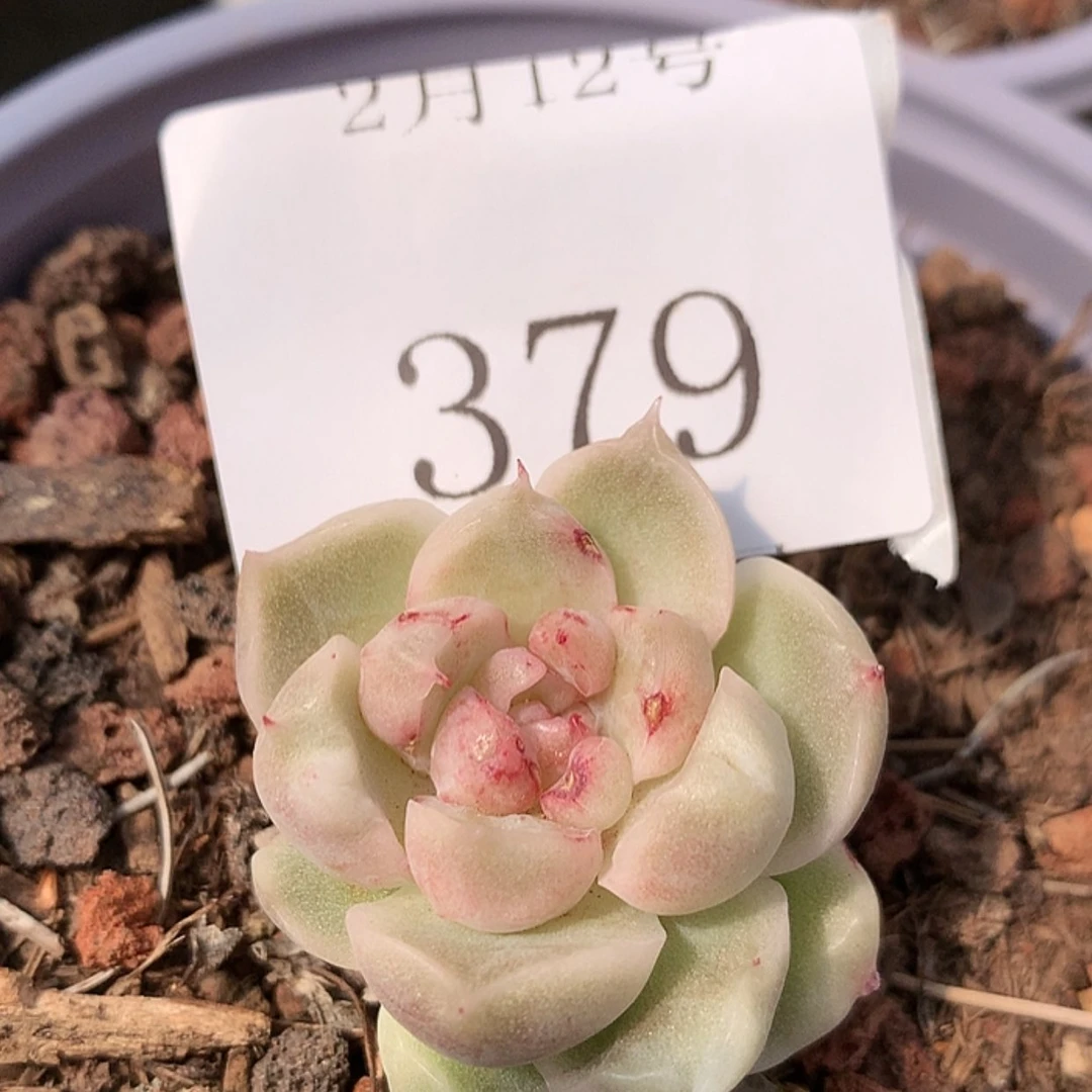 【闪购商品】云379