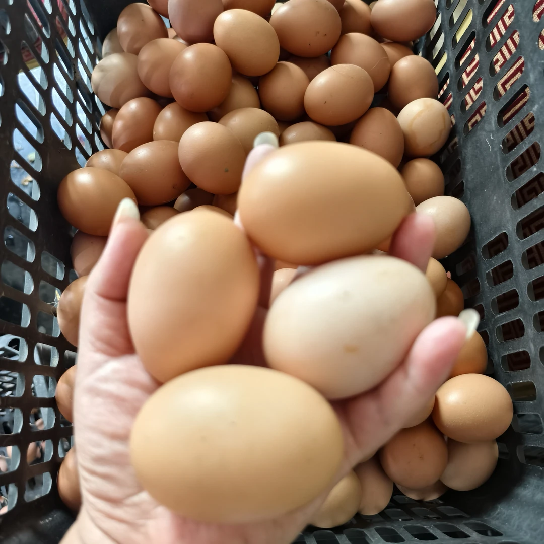 农家林地散养一级土鸡蛋20枚健康绿色，适合老人小孩孕妇不包邮