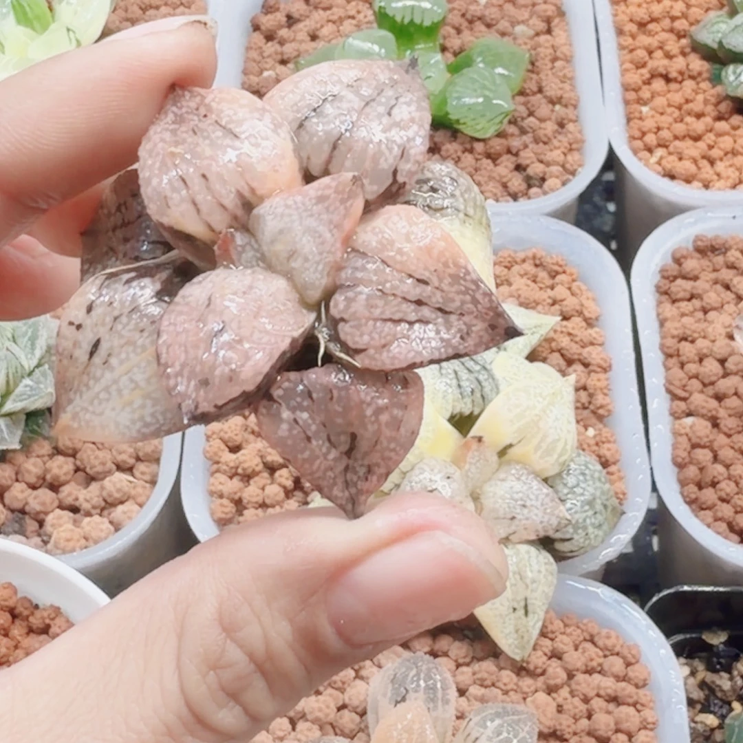 十二卷大久保白银锦裸根