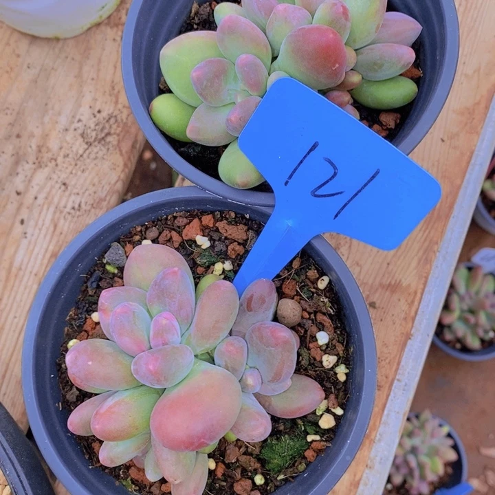 妍*这个我就知道这点