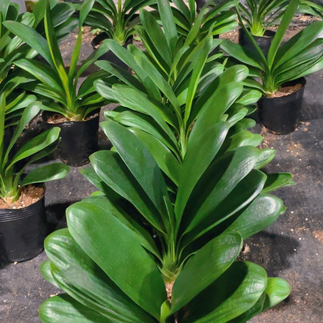 恒***峰完全开放君子兰6棵圆头短叶