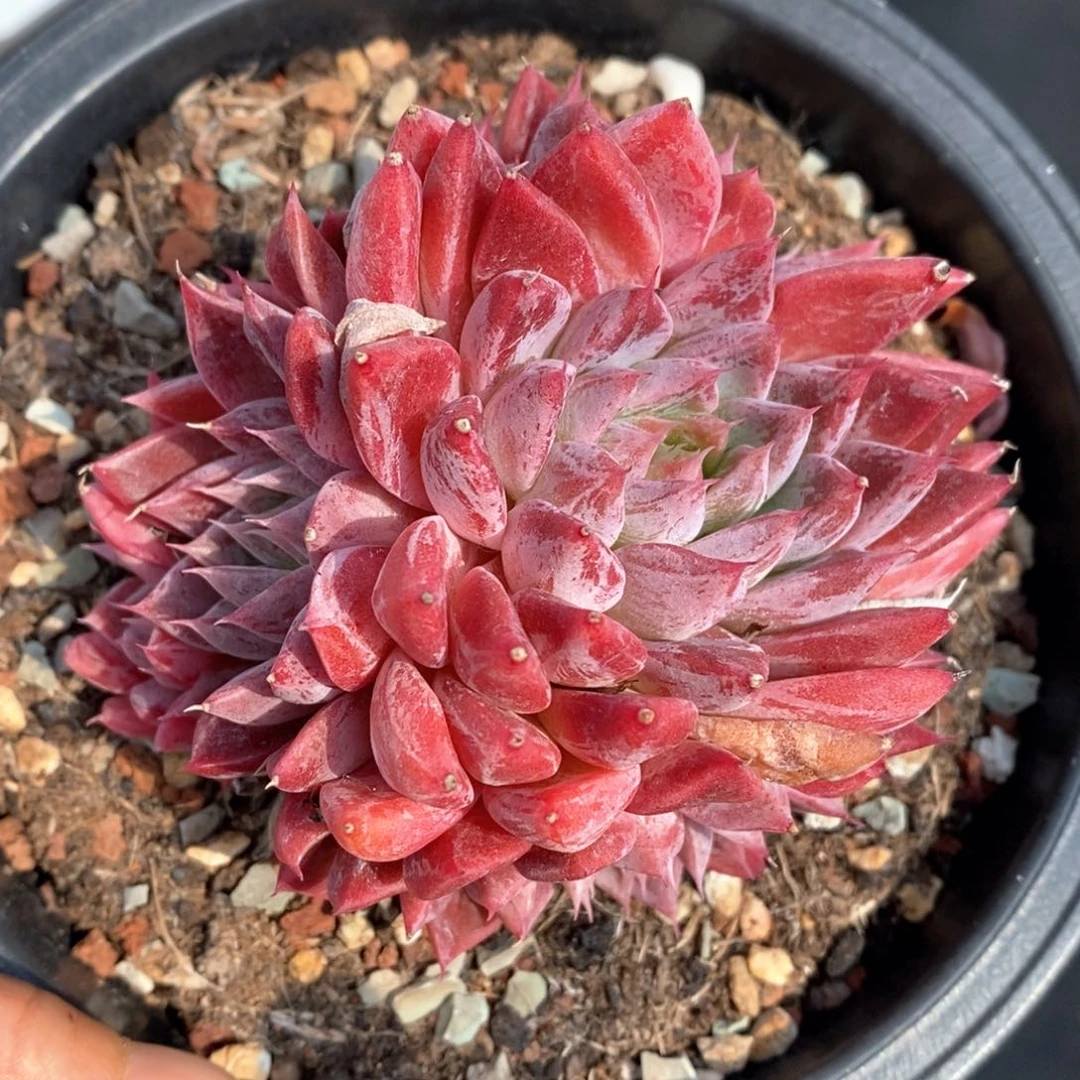 精品多肉一物一拍6