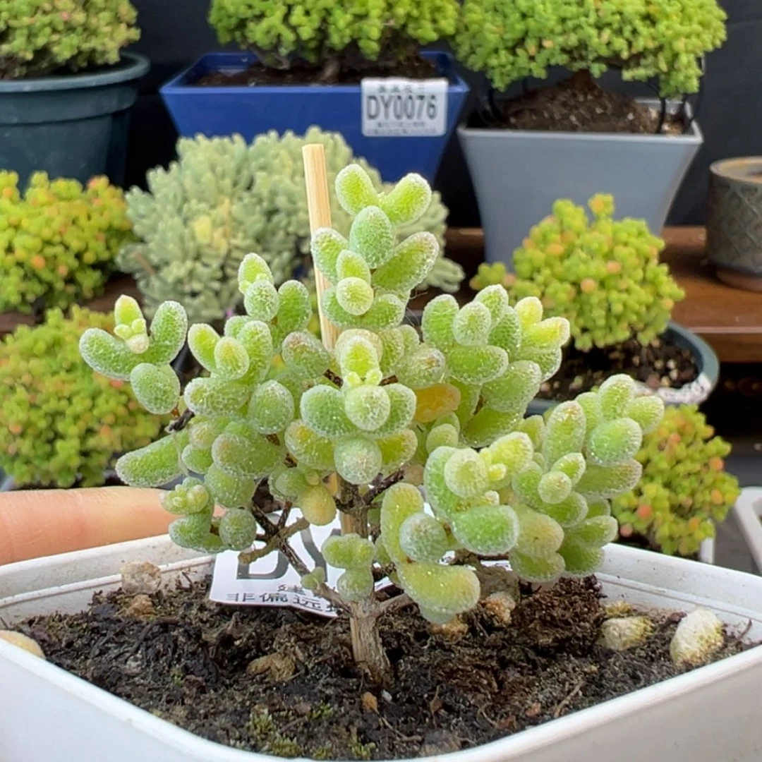 【闪购商品】dy0215实生冰晶杂冠幅4.5cm