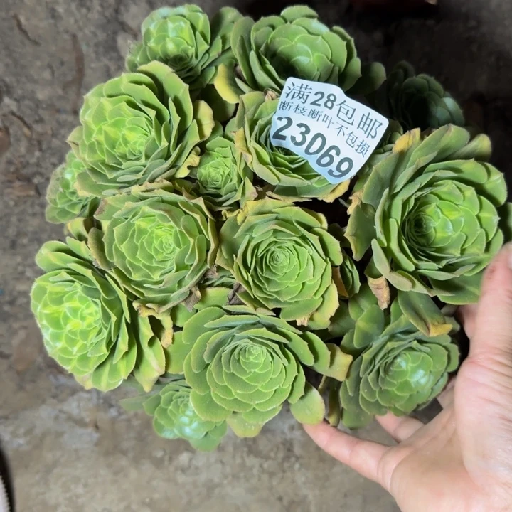 23069南琉璃多肉植物