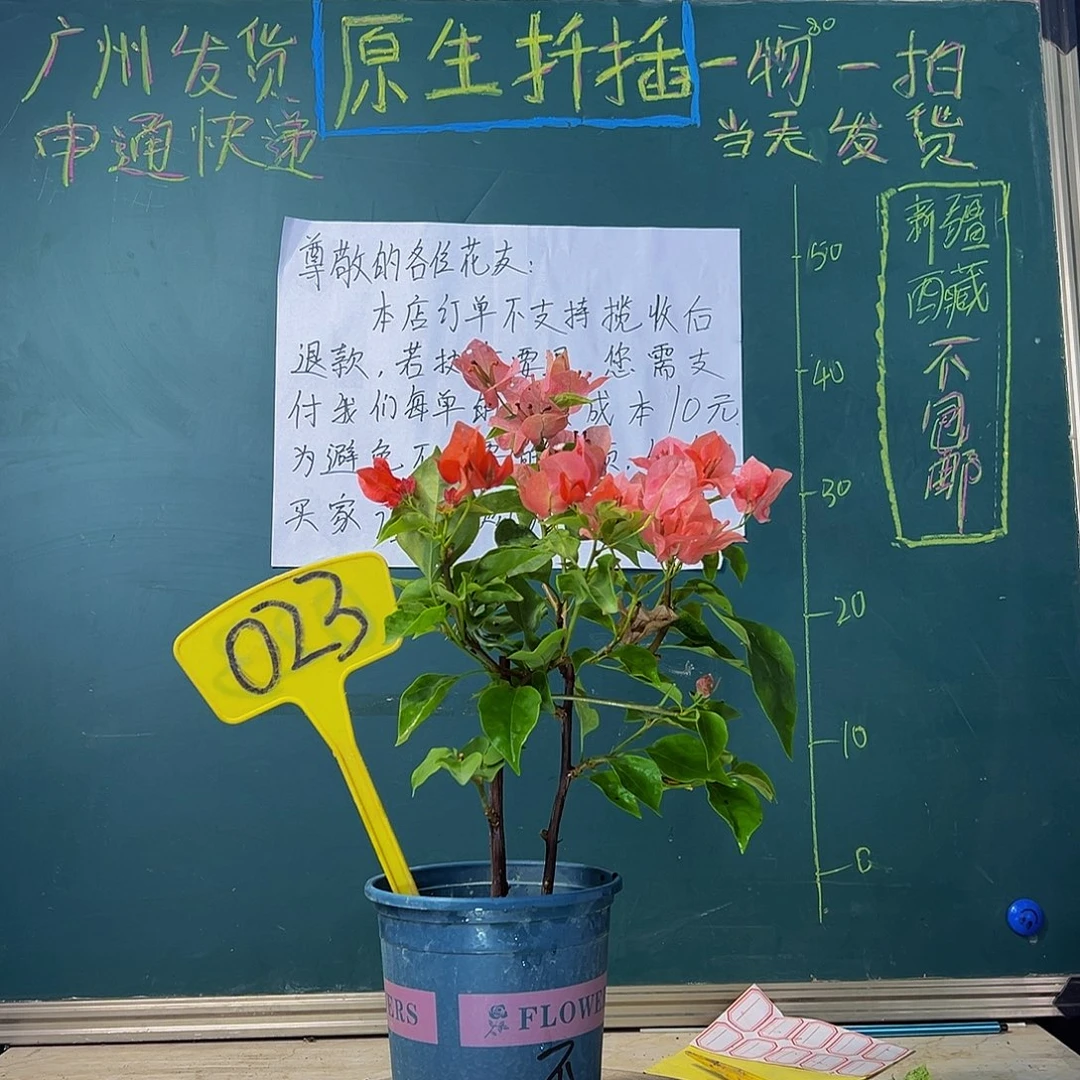 当前无花栽培后可以开花不甜西瓜 023