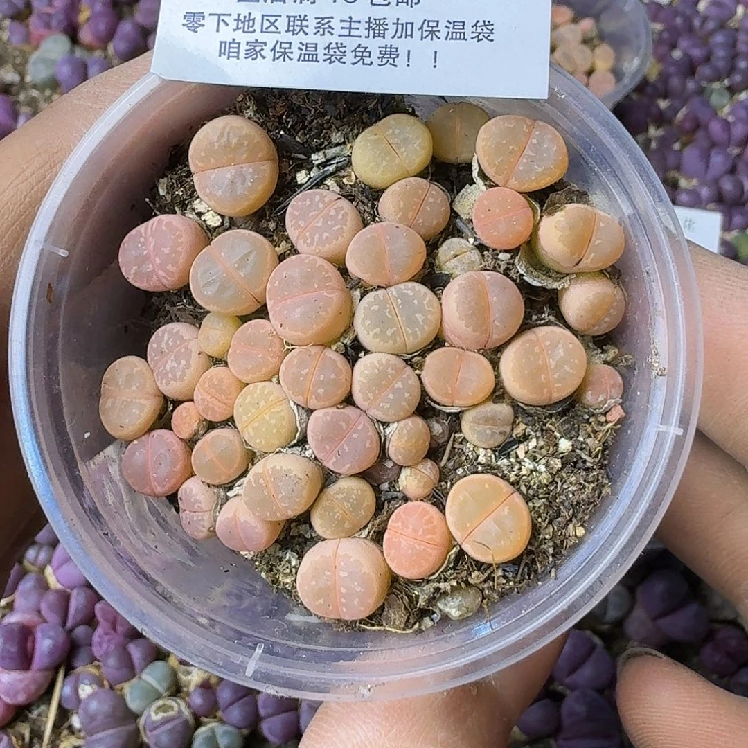 2441粉橄榄两年哈哈