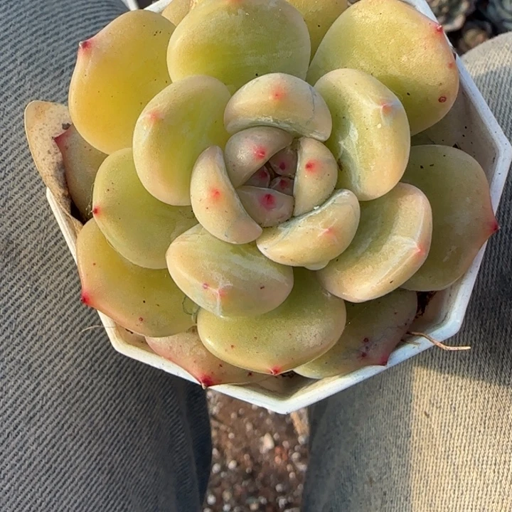 小卡拉米糖心一物一拍