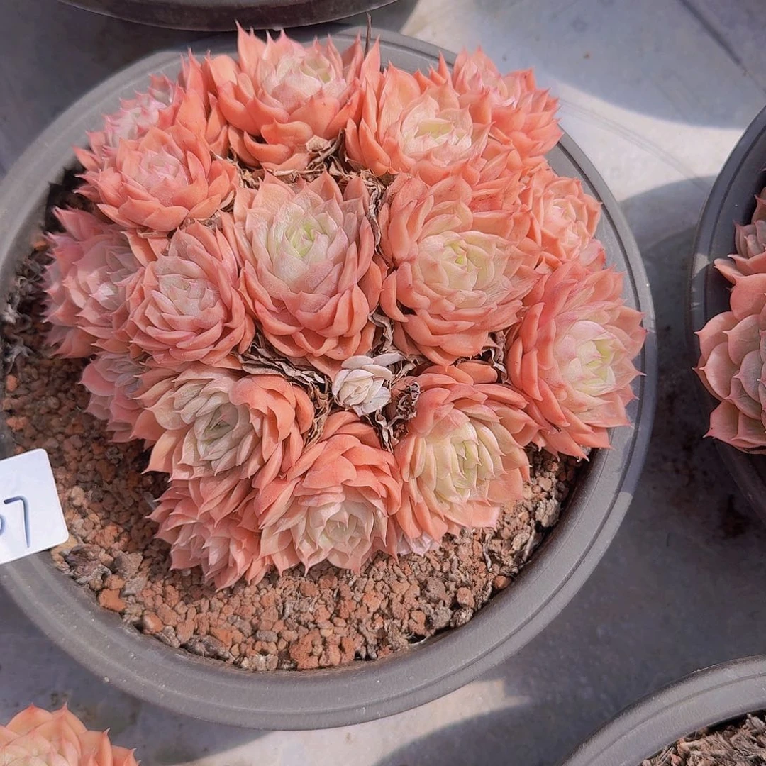 叶*0607昂斯诺多肉