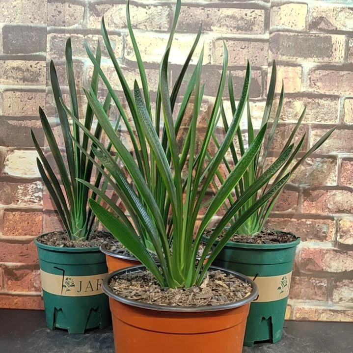 完全开放111111111