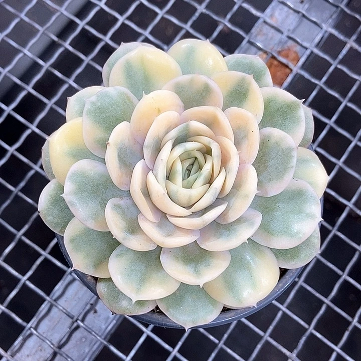 绿体昂斯诺锦多肉