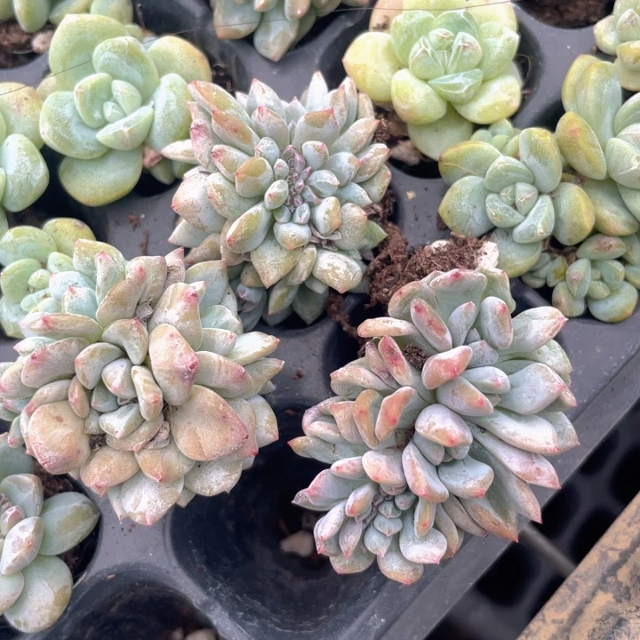 星影缀化满18包邮