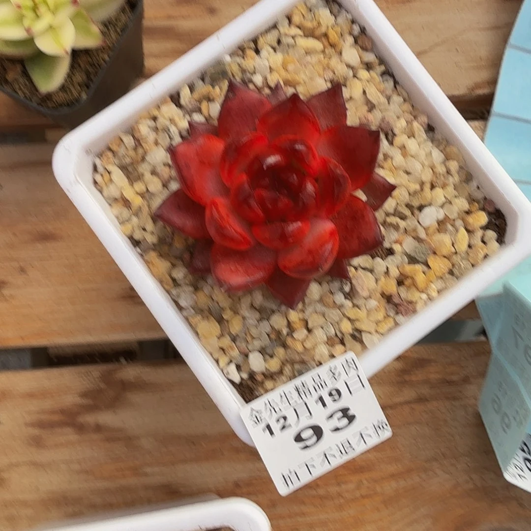 浆***地1219-93玫瑰宝石单头