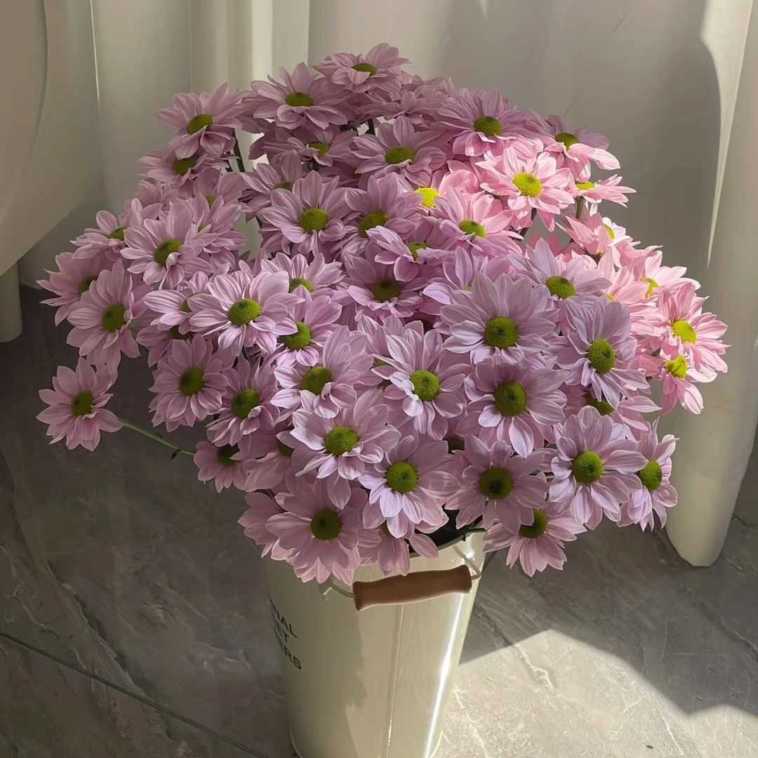 粉色小雏菊10支