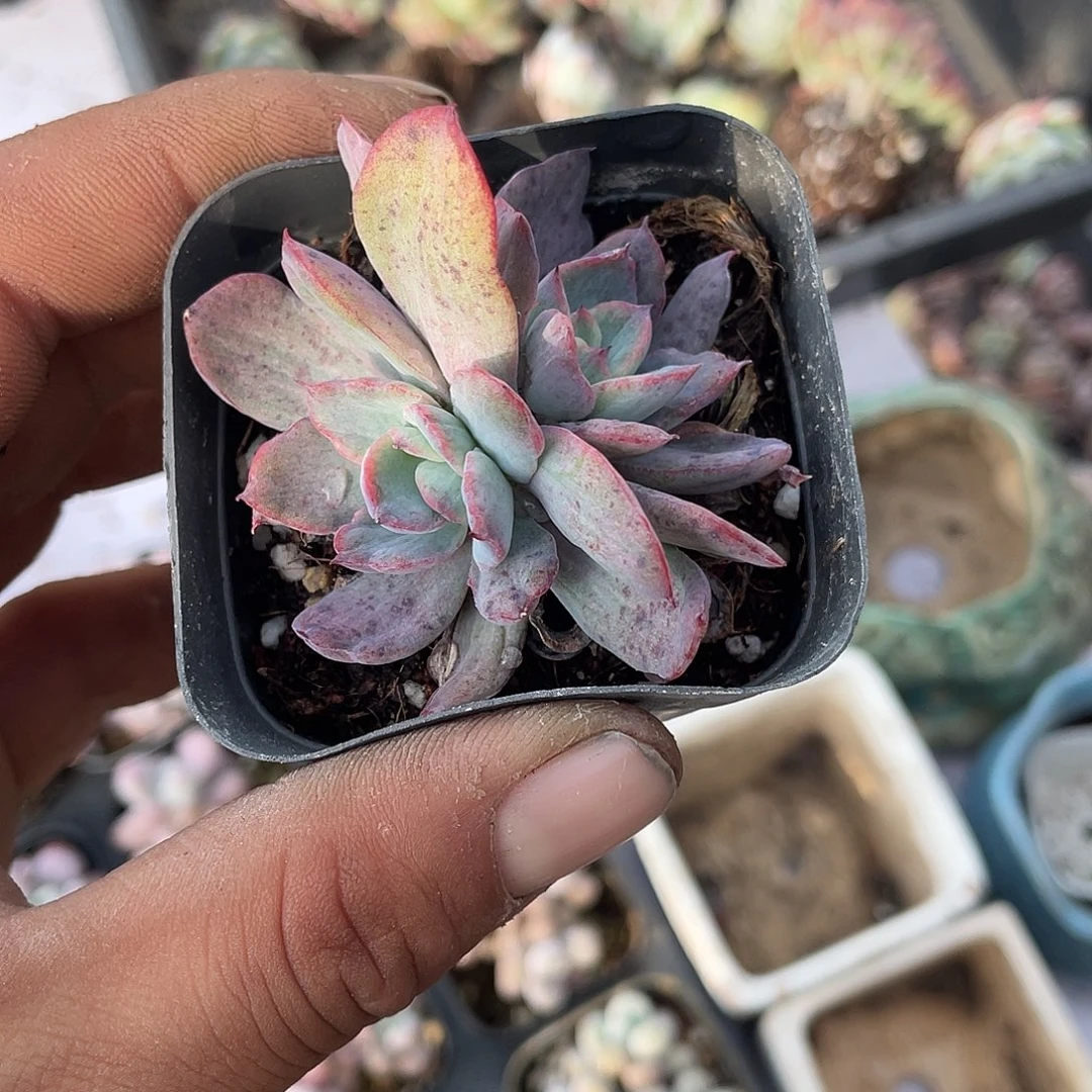 一****冰雪女王也好漂亮哇