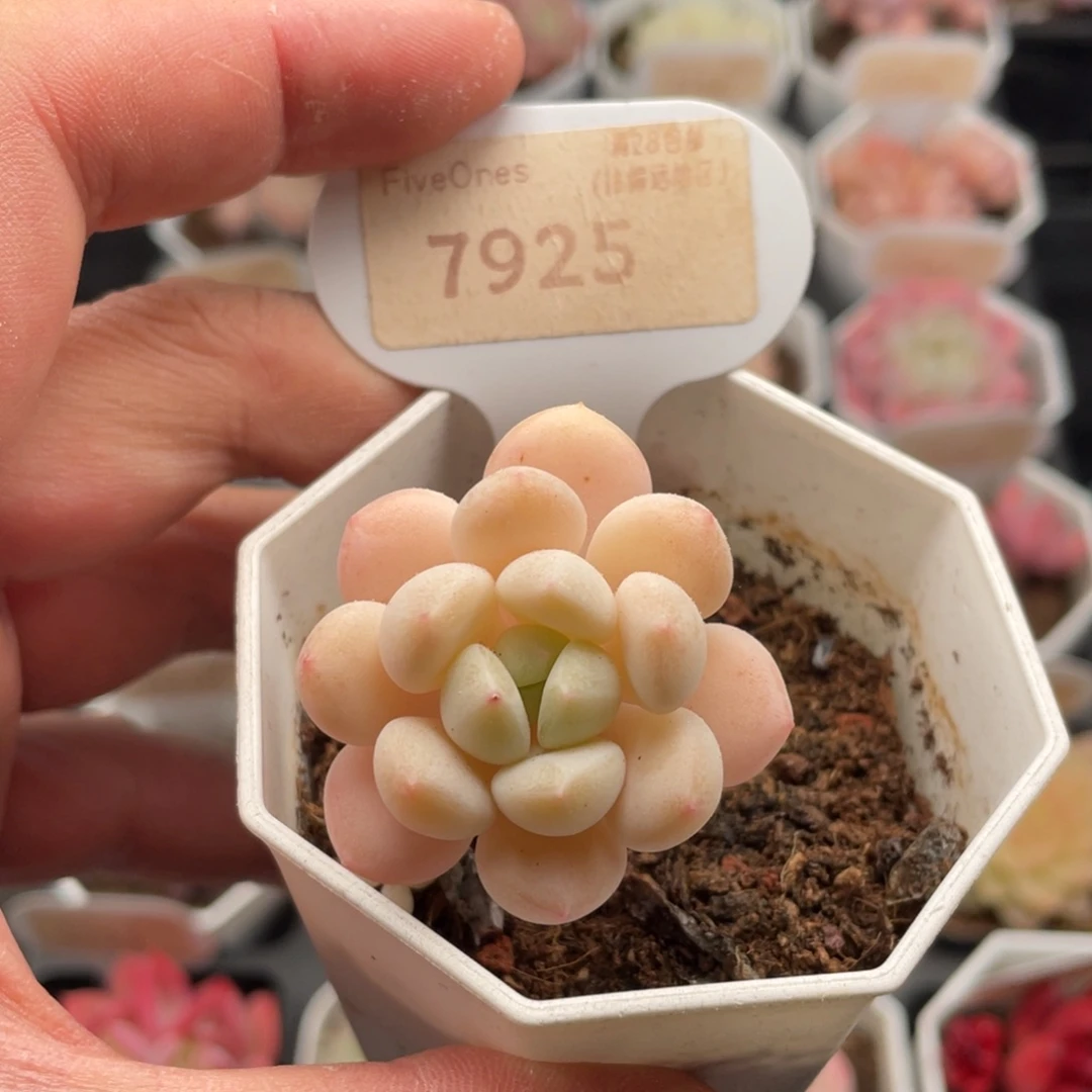 玉如意7925-4厘米