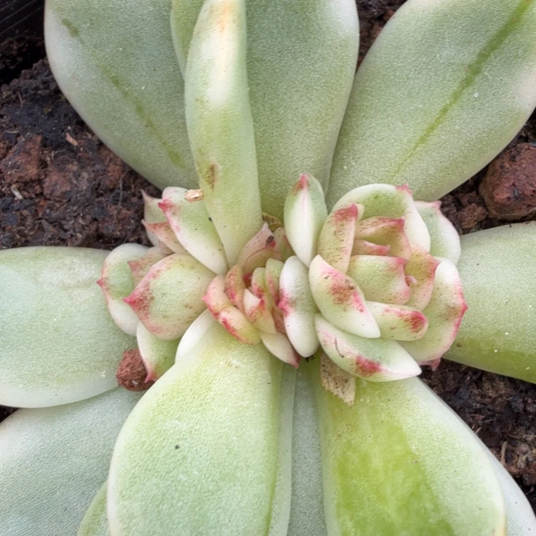 黑水晶锦底座群生