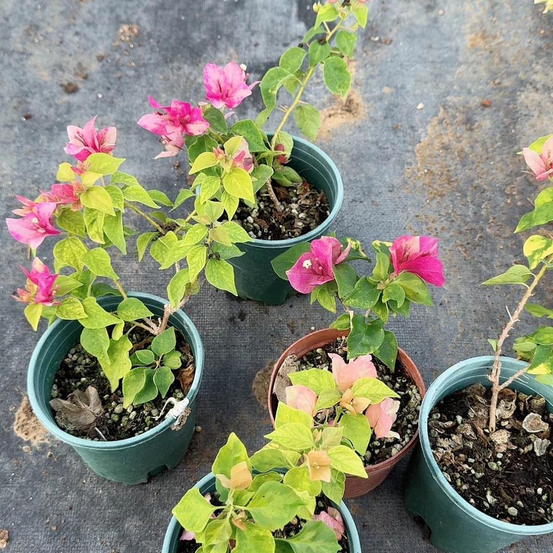 完全开放红九和橙九