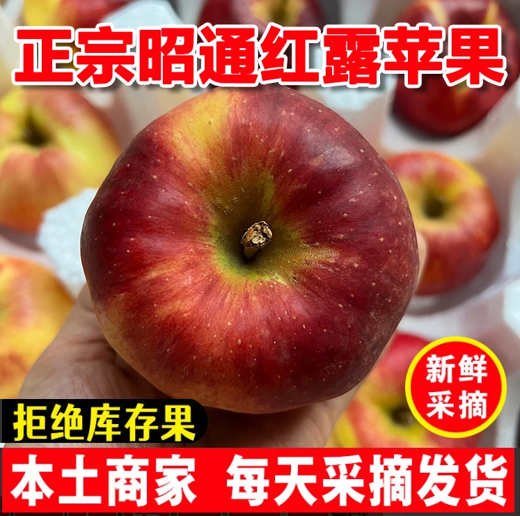 云南昭通高原红露苹果脆甜冰糖心苹果产地直采现发