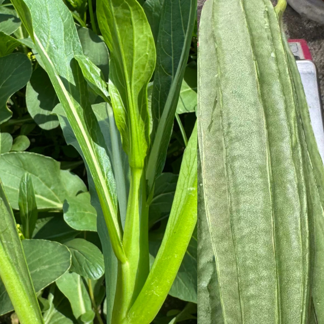 潮汕农家角瓜和油菜混合