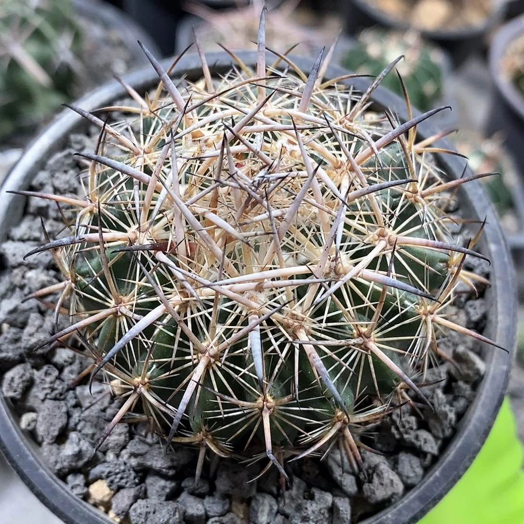 张**儿实生虎爪玉仙人球