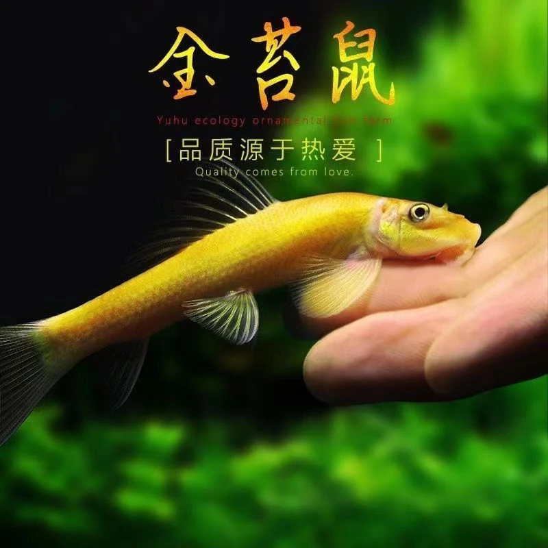 清道夫清洁鱼金苔鼠鱼热带观赏鱼青苔鼠老鼠鱼鱼缸除藻清洁工具鱼