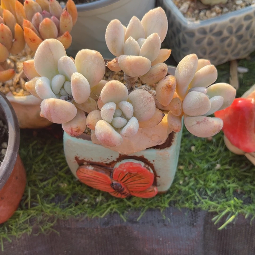 多肉植物一物一拍有砍