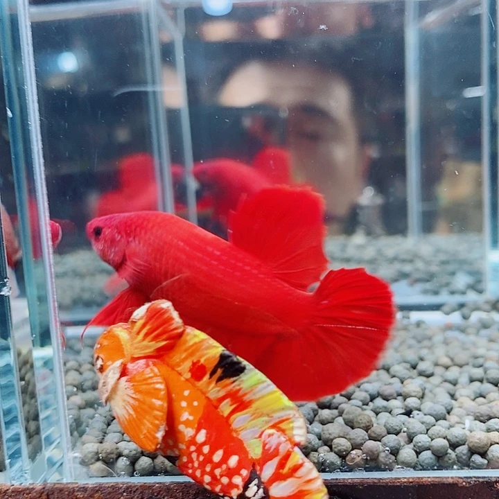 我***！斗鱼黑49号巨否将军