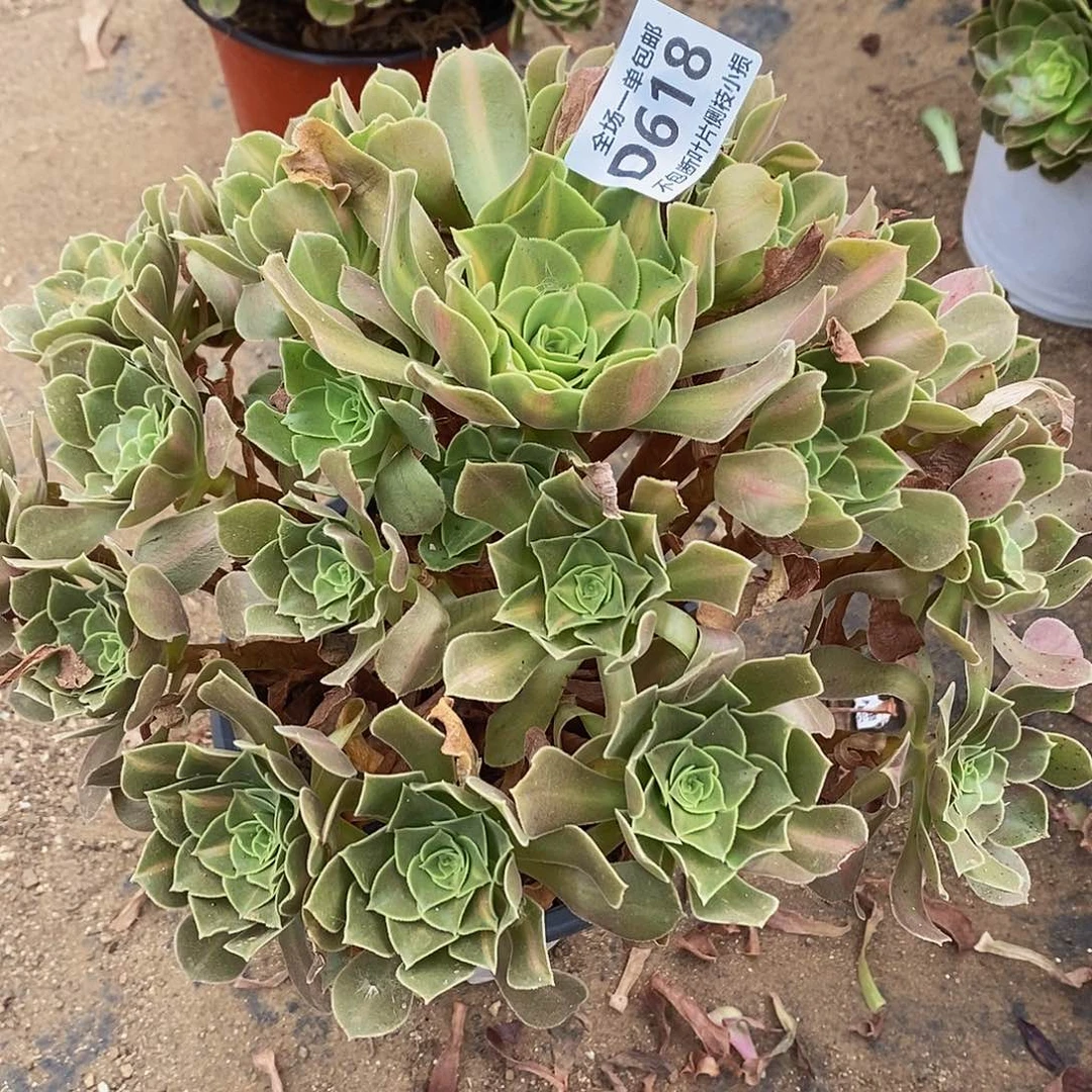 618女巫中斑锦多肉法师锦多肉