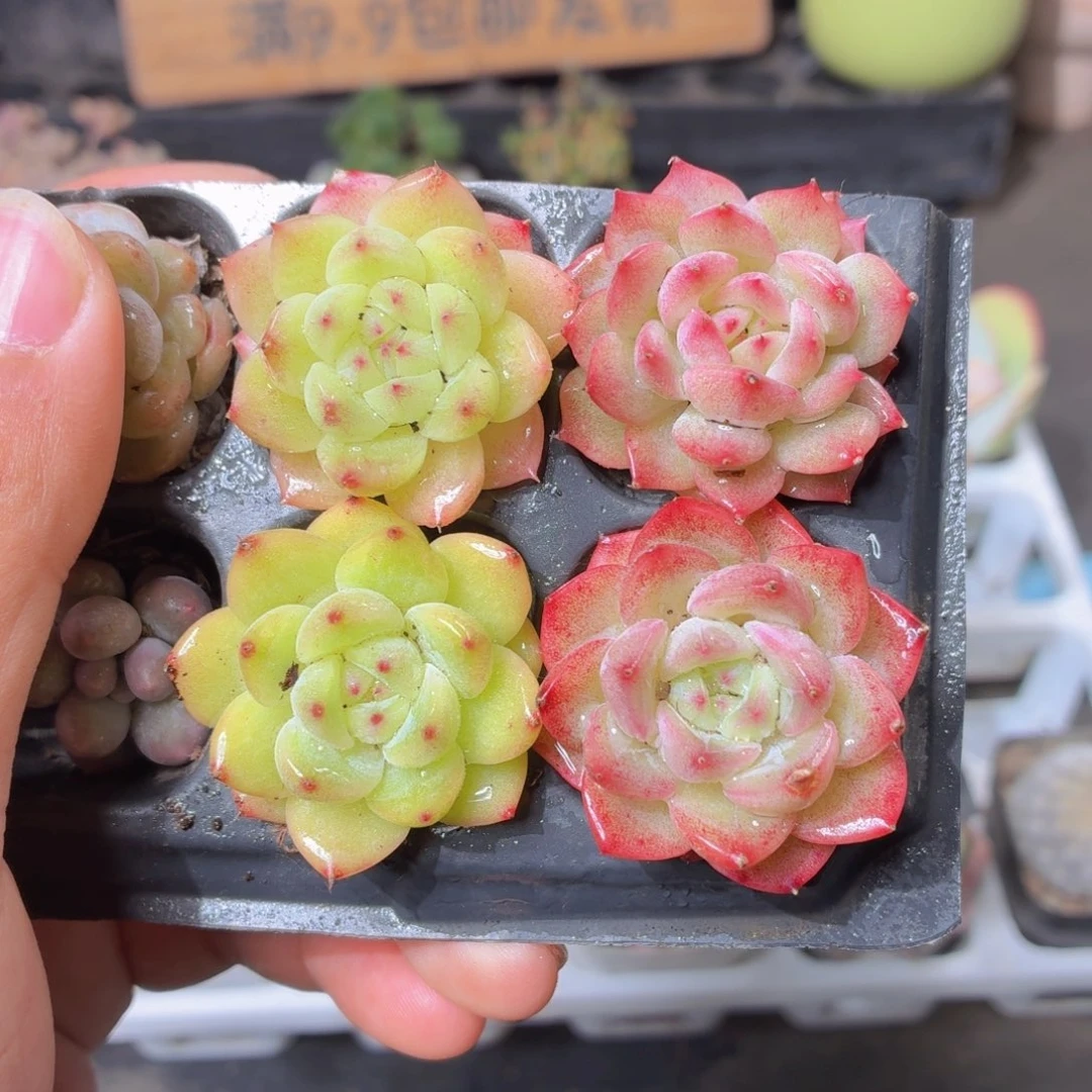 麦秆多肉9.9包邮发货