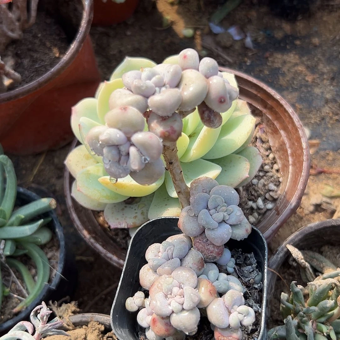 多肉植物艾伦老庄