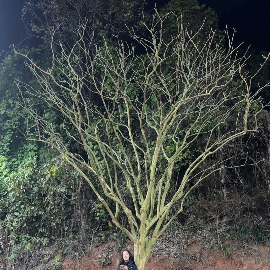 无花朵紫薇树川红老紫薇的