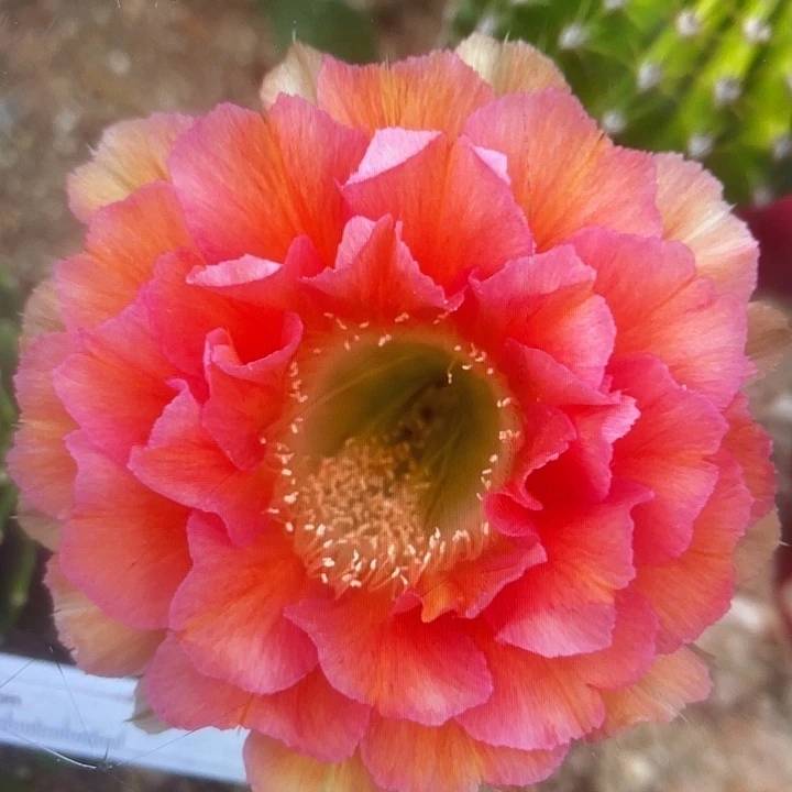 838号7公分自根球