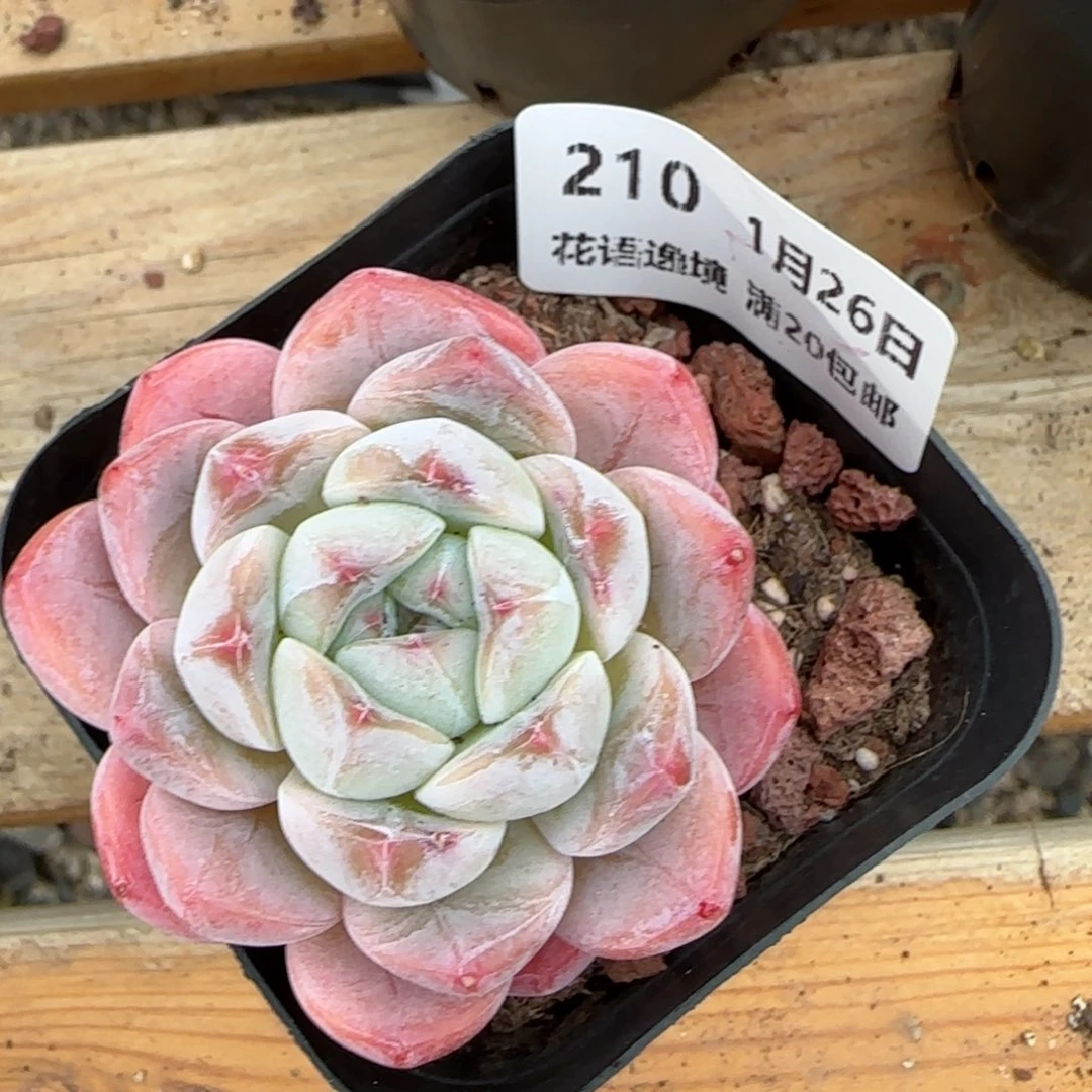 花语逸镜0126-210