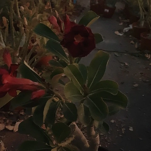 【闪购商品】红*呀绿植