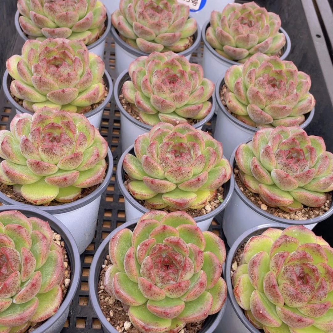 量拍23号 天蝎座母本大单头一个