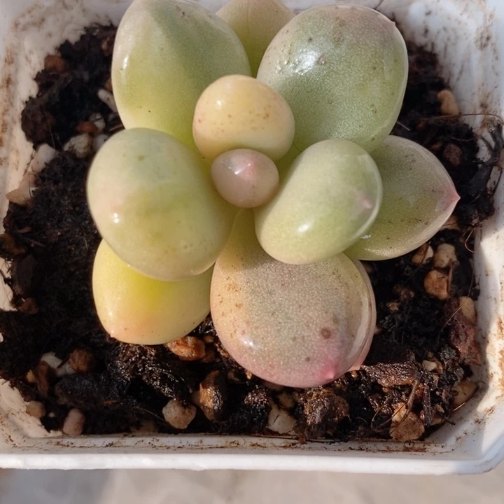 奶酪锦花锦多肉锦