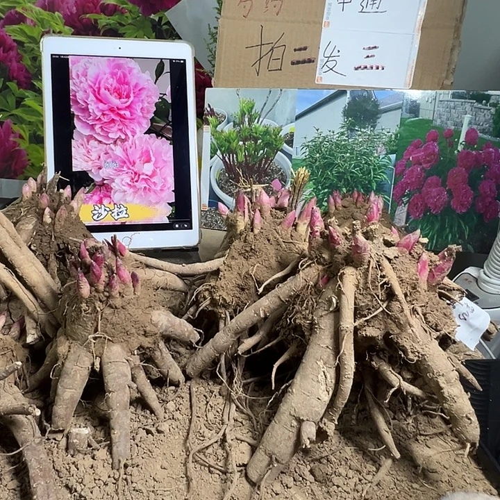 完全开放红富士，芭比啦，送一个国旗红