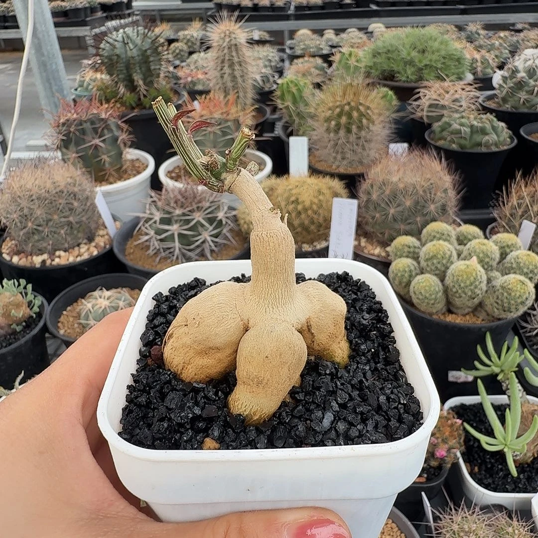 人生大戟脱土发货