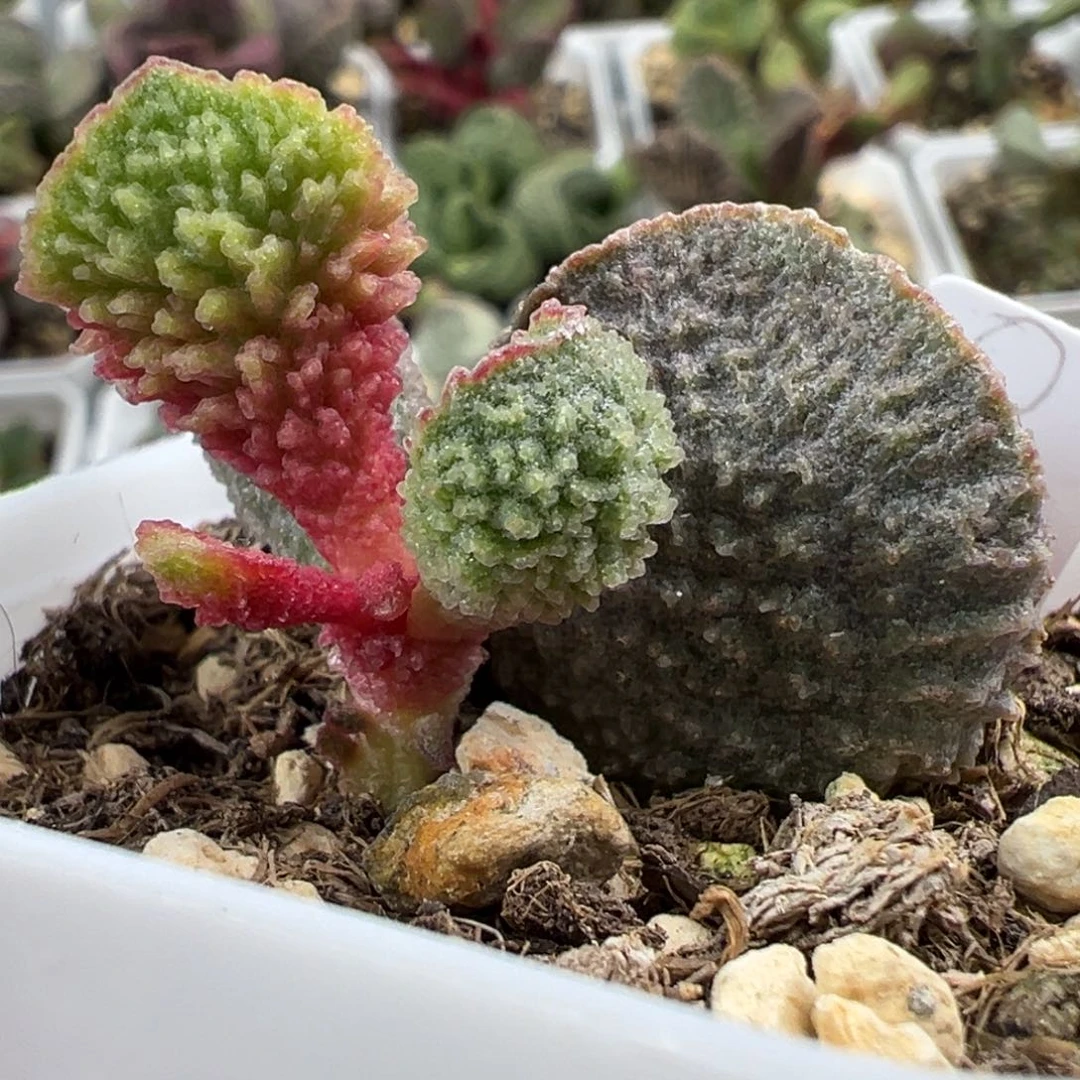 福利款实生新品大苗多肉植物